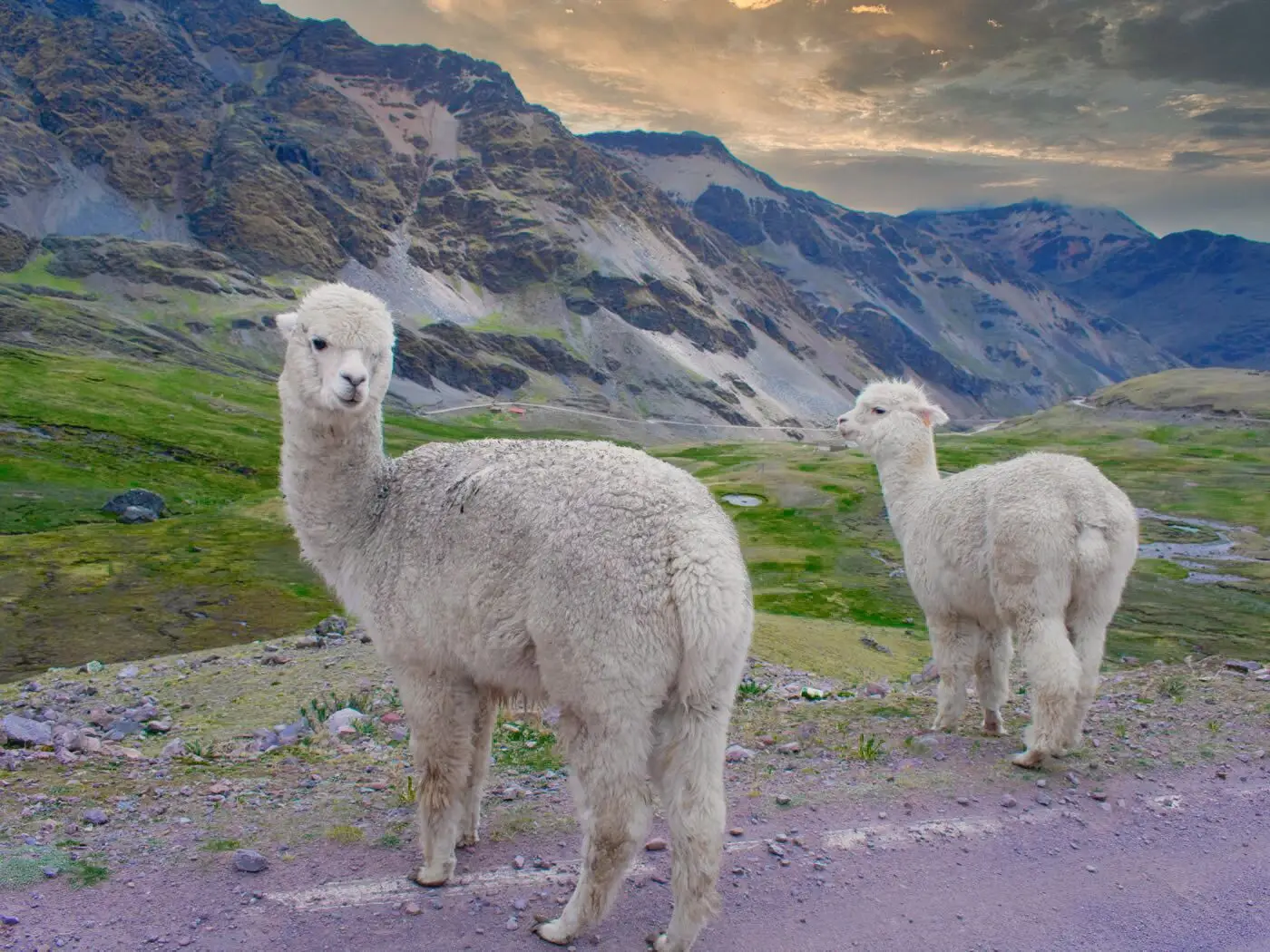 Alpacas on the Lares Trek 4 days Alpacas on the Lares Trek 4 days