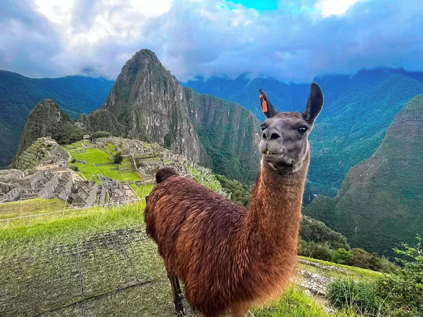 Llama - Machu picchu Tour Cusco Llama - Machu picchu Tour Cusco