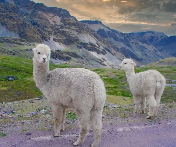 Alpacas on the Lares Trek 4 days Alpacas on the Lares Trek 4 days